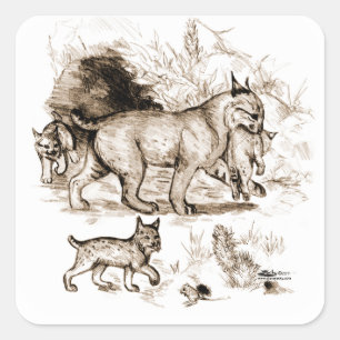 Sticker Carré Famille Bobcat