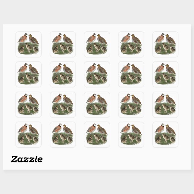 Sticker Carré Famille Bobwhite Quail (Feuille)