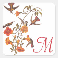 Famille des colibris avec la vigne à trompette