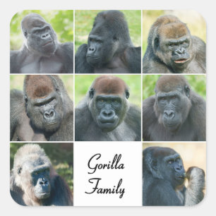 Sticker Carré Famille Gorilla