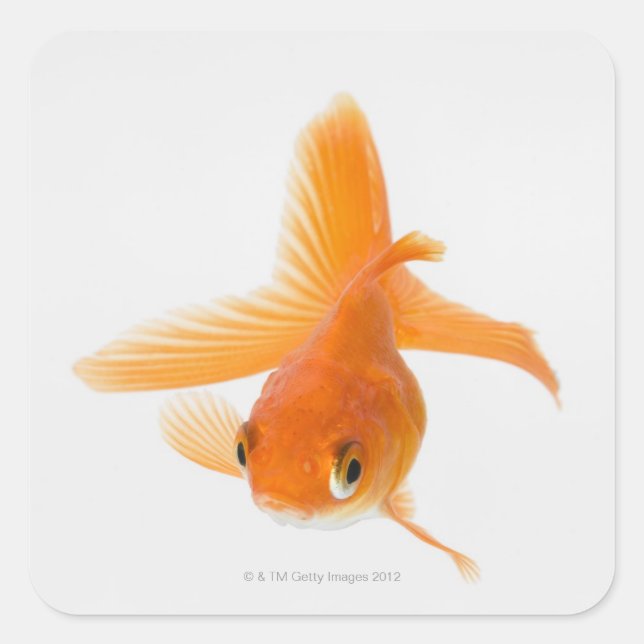 Sticker Carré Fantail (Carassius auratus) (Devant)