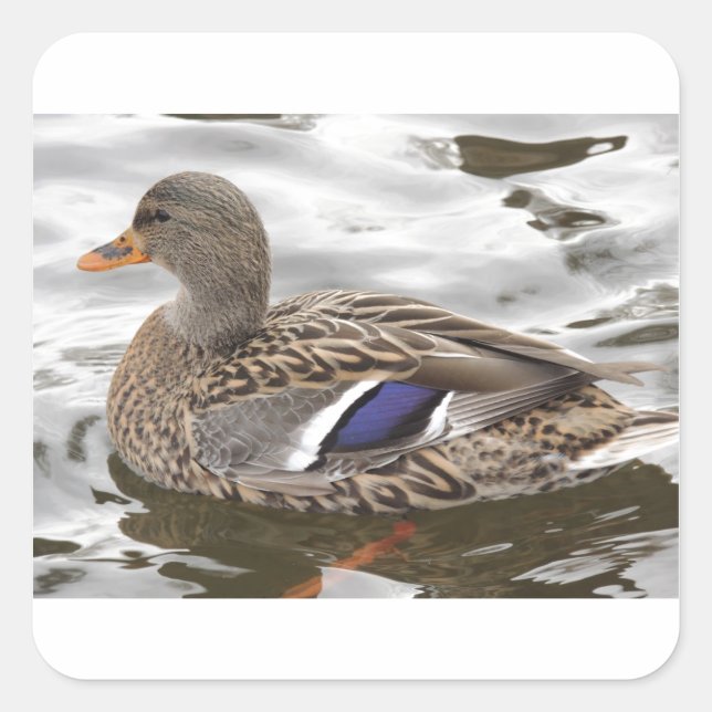 Sticker Carré Femelle de canard de Mallard (Devant)