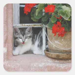 Sticker Carré Fenêtre Kitten regardant vers l'extérieur