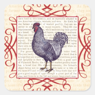 Sticker Carré Ferme avicole de cru de coq de Plymouth Rock