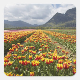 Sticker Carré Ferme de tulipes près d'Agassiz, Colombie-Britanni