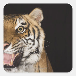 Sticker Carré Fermeture du visage du tigre en ruines