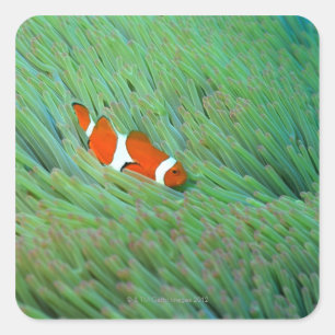 Sticker Carré Fermez-vous d'un poisson d'anémone de clown,