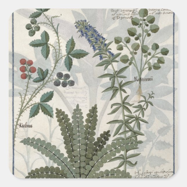 Sticker Carré Ferns, Brambles et Fleurs (Devant)