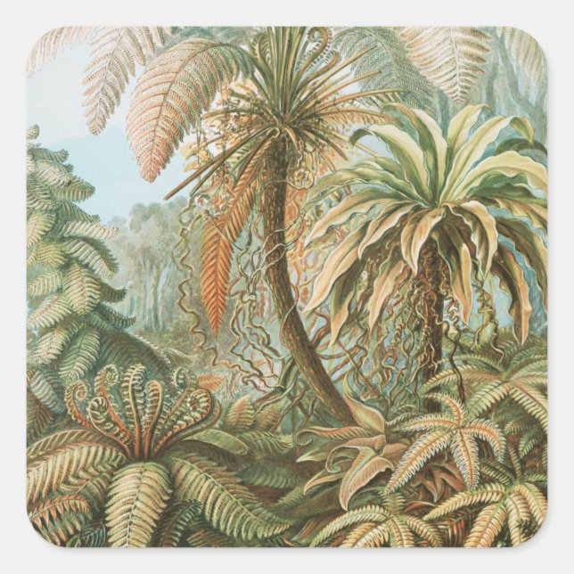 Sticker Carré Ferns, Filicinae Laubfarne par Ernst Haeckel (Devant)