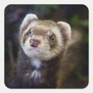 Sticker Carré Ferret