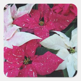 Sticker Carré Festive vacances Poinsettias Floral