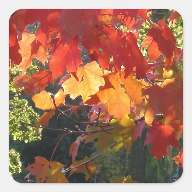 Sticker Carré Feuillage d'automne (Devant)