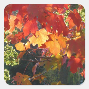 Sticker Carré Feuillage d'automne
