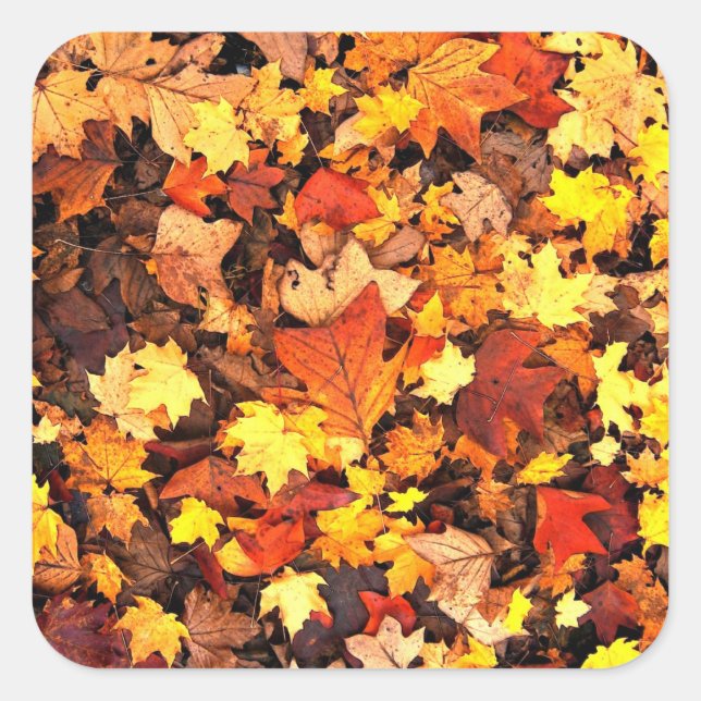 Sticker Carré Feuillage d'automne, les couleurs d'automne (Devant)