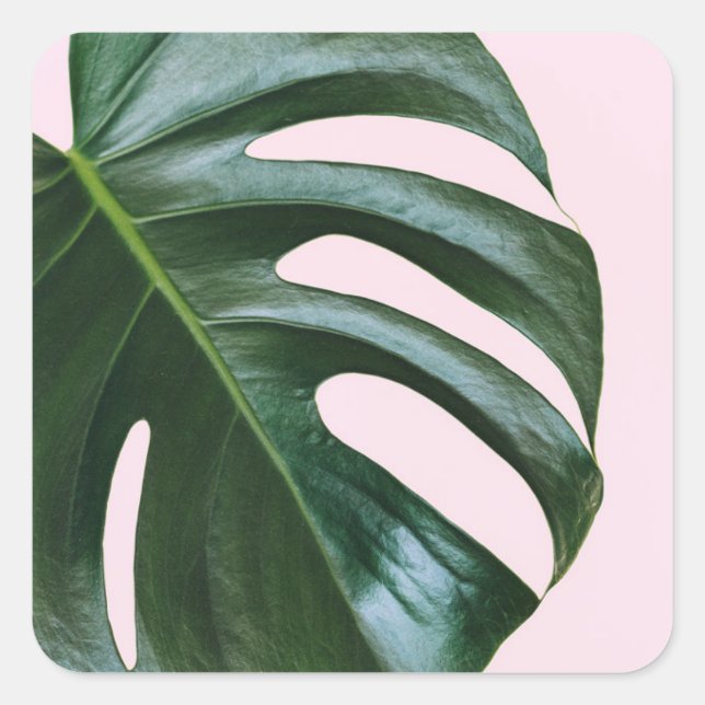 Sticker Carré Feuille tropicale Monstera (Devant)