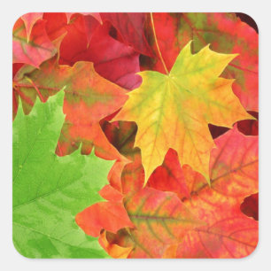 STICKER CARRÉ FEUILLES D'AUTOMNE