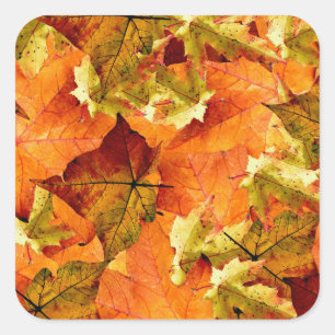 Sticker Carré Feuilles d'automne tombées