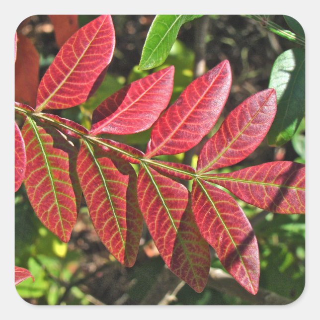 Sticker Carré Feuilles De Sumac À L'Automne (Devant)