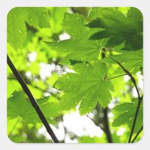 Sticker Carré Feuilles d'érable avec Raindrops
