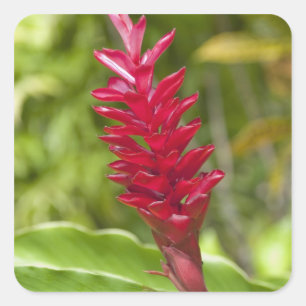 Sticker Carré Fidji, île de Viti Levu. Fleur.