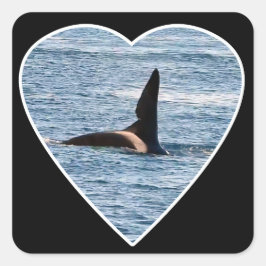Sticker Carré Fin de la morsure de requin de "John Coe" Orca