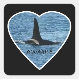 Sticker Carré Fin d'épaulard "Aquarius" Orca