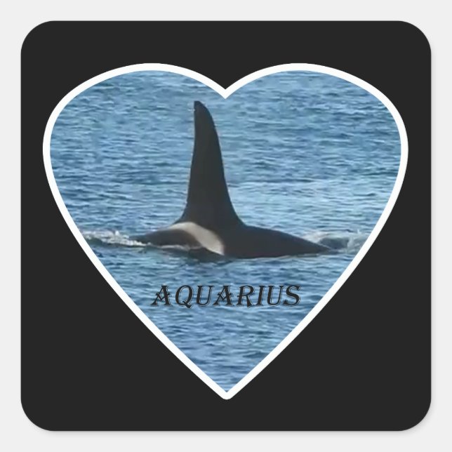 Sticker Carré Fin d'épaulard "Aquarius" Orca (Devant)