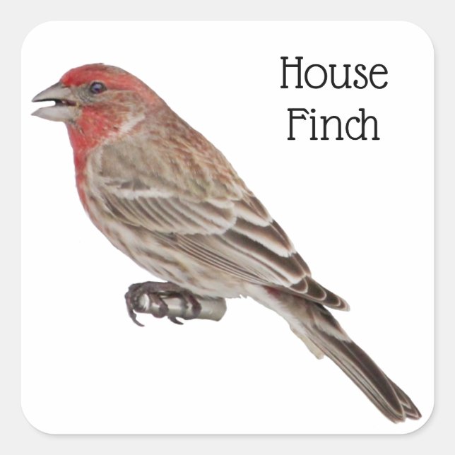Sticker Carré Finch Maison (Devant)