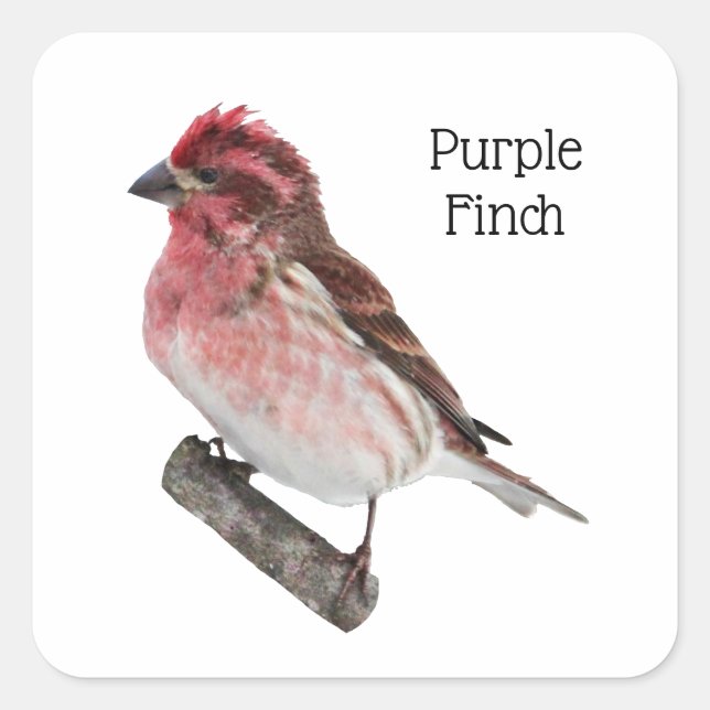 Sticker Carré Finch pourpre (Devant)