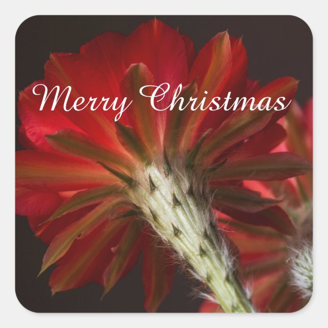 Sticker Carré Firelight Cactus tout autour, Joyeux Noël (Devant)