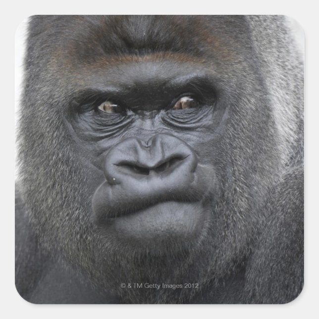 Sticker Carré Flachlandgorilla, Gorilla (Devant)