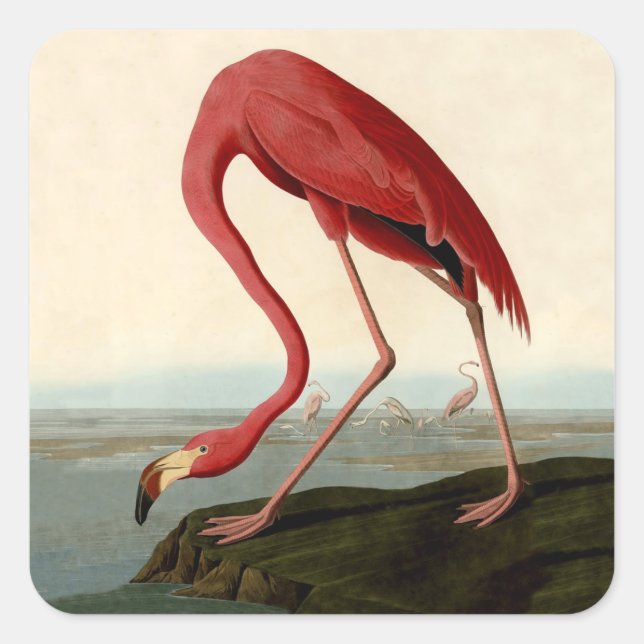 Sticker Carré Flamant rose américain d'Audubon (Devant)