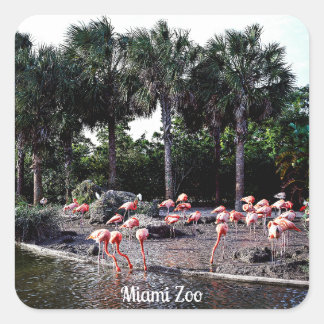 Sticker Carré Flamants roses, Miami, Floride