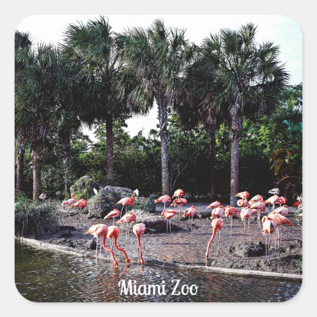 Sticker Carré Flamants roses, Miami, Floride (Devant)