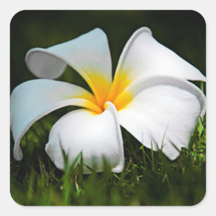 Sticker Carré Fleur blanche d'Hawaï de Frangipani de Plumeria