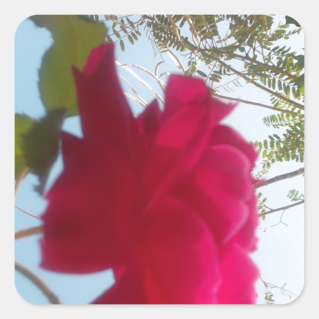 Sticker Carré Fleur céleste : Un Rose contre le ciel (Devant)