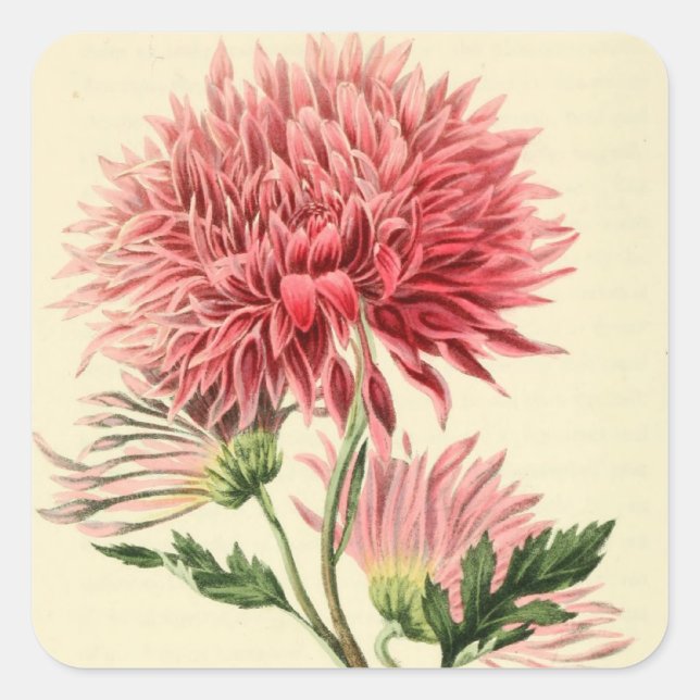 Sticker Carré Fleur Chrysanthème rose vintage (Devant)