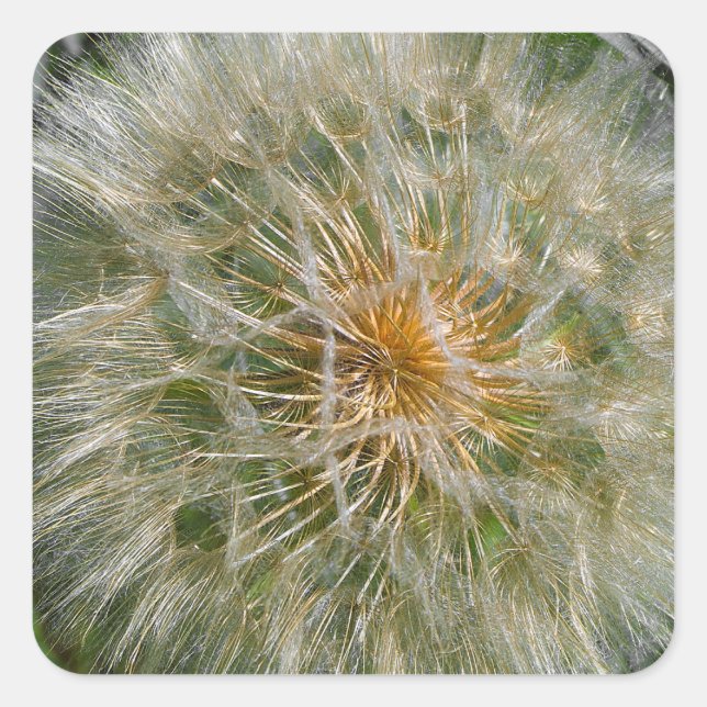 Sticker Carré Fleur Dandelion (Devant)
