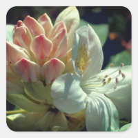Fleur d'azalée blanche