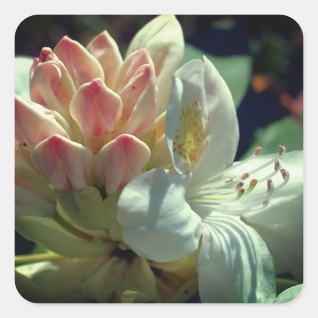 Sticker Carré Fleur d'azalée blanche (Devant)