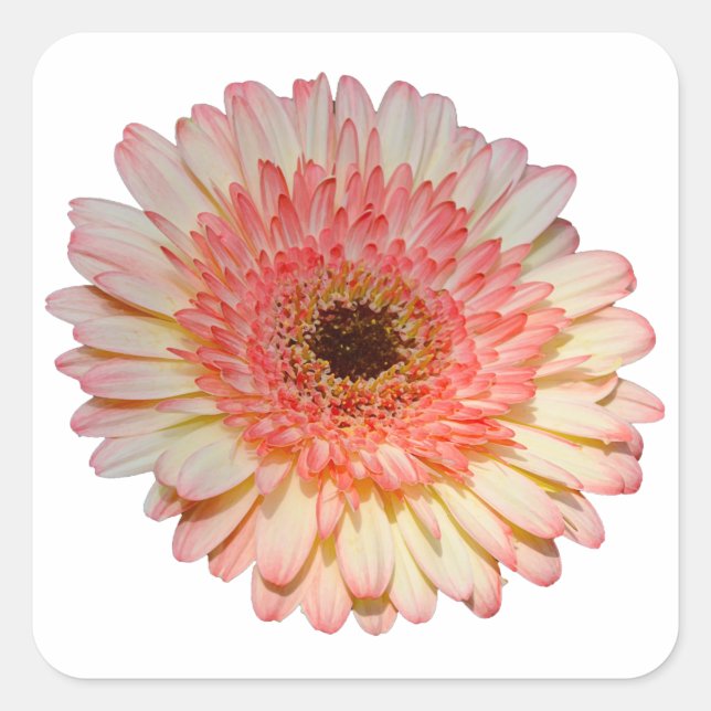 Sticker Carré Fleur de germe rose simple (Devant)