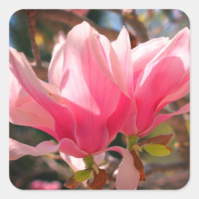 Sticker Carré Fleur de Magnolia rose (Devant)