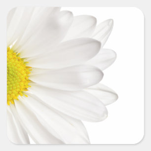 Sticker Carré Fleur de marguerite blanche Arrière - plan de marg