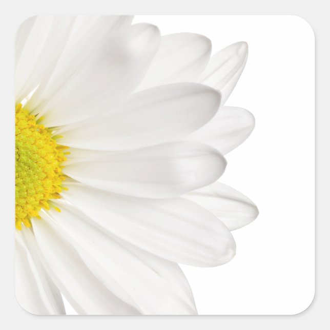 Sticker Carré Fleur de marguerite blanche Arrière - plan de marg (Devant)