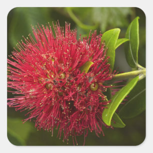Sticker Carré Fleur de Pohutukawa, Dunedin