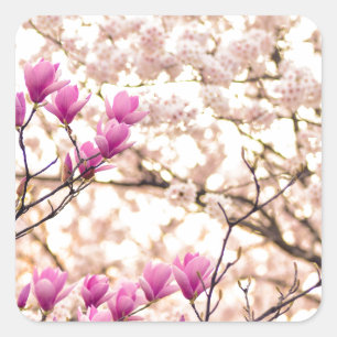 Sticker Carré Fleur de printemps rose pourpre en floraison