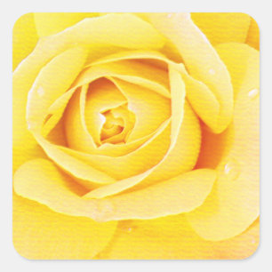Sticker Carré Fleur de rose florale orange jaune Pâques printemp