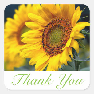 Sticker Carré Fleur de tournesol jaune Merci floral