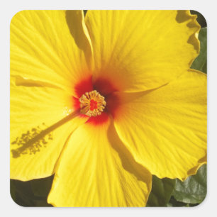 Sticker Carré Fleur d'Hibiscus jaune