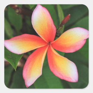 Sticker Carré Fleur Frangipani
